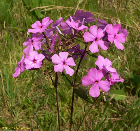 {Phlox glaberrima}